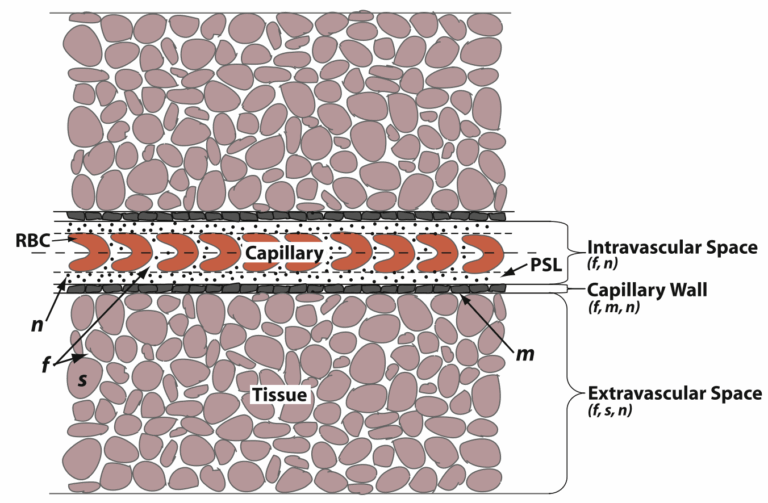 Bachelor Thesis/Research Project/Master Thesis — Molecular Communications Channel Modeling in Capillaries