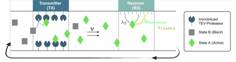 Towards entry "Bachelor Thesis/Research Project – Early Cancer Detection via Molecular Communication: Modeling and Experimental Validation"